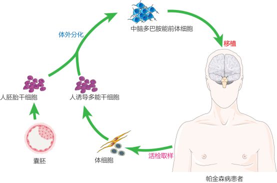 復(fù)旦校友領(lǐng)航，躍賽生物獲數(shù)千萬元天使輪融資，深耕干細(xì)胞治療新賽道