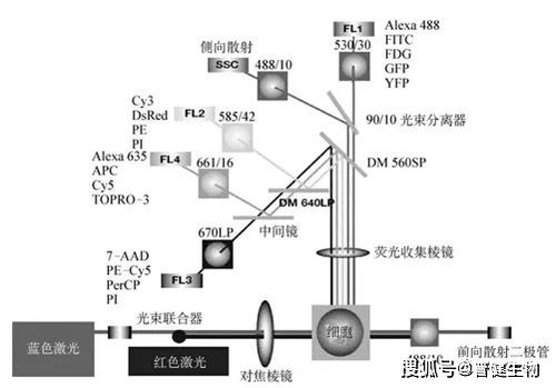 淺談流式細(xì)胞術(shù) 原理、技術(shù)研發(fā)與應(yīng)用前沿